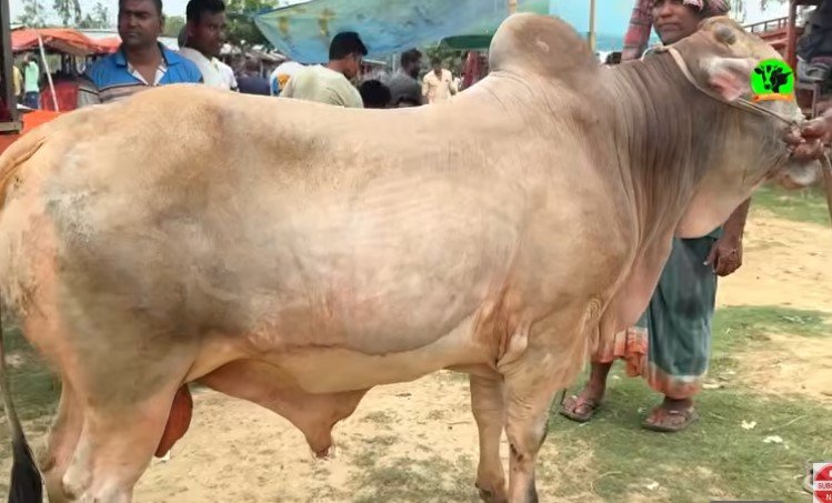 ষাড় গরু