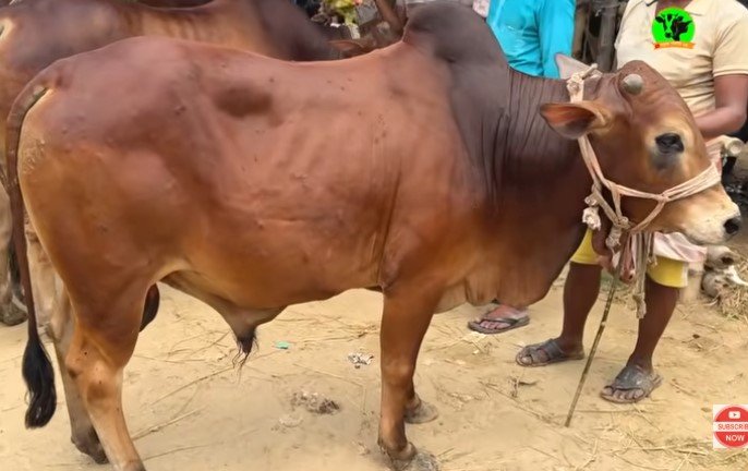 ষাড় গরু