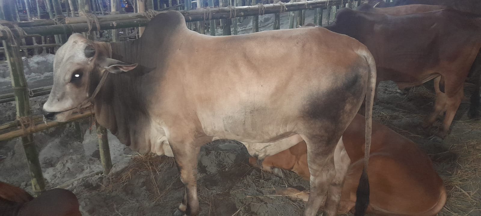 দেশি ষাড় গরু,  ওজন কমবেশি 5.5 মন