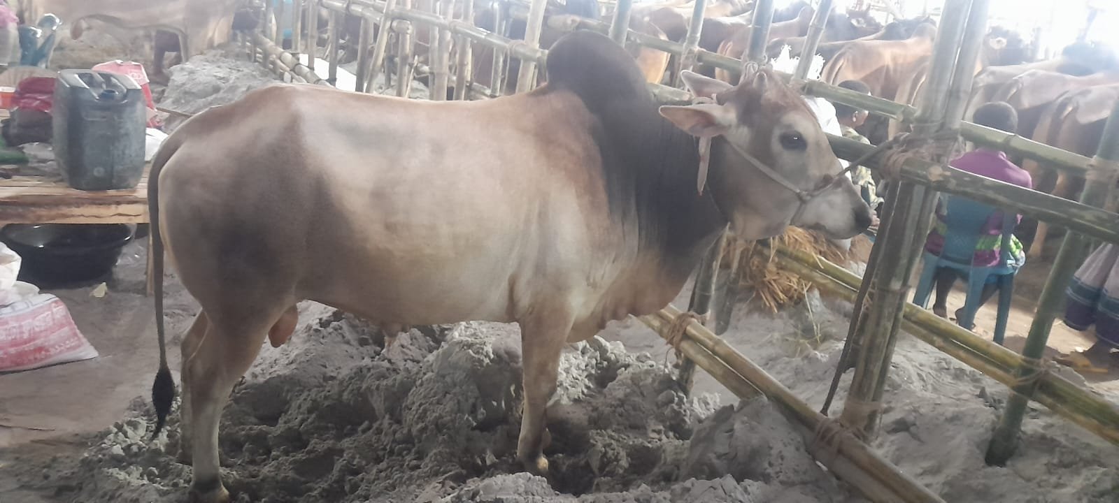 দেশি ষাড় গরু,  ওজন কমবেশি 4 মন