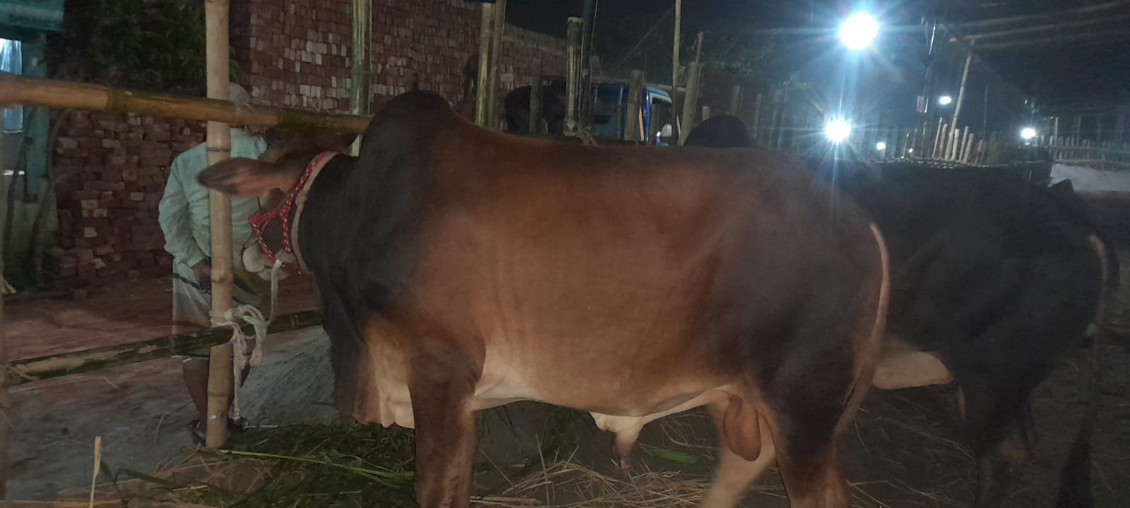 দেশি ষাড় গরু,  ওজন কমবেশি 7 মন