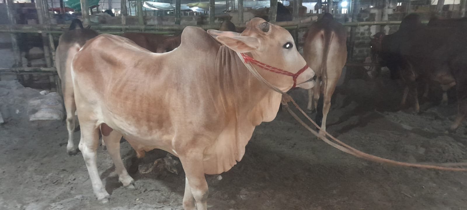 দেশি ষাড় গরু,  ওজন কমবেশি 6 মন